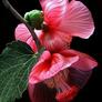 Click to view uploads for Sukanta Suter