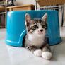 Click to view uploads for toothsome cat