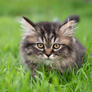 Click to view uploads for aidabishkek1986334328
