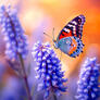 Click to view uploads for MarBom 