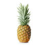 Click to view uploads for pineapple.studio