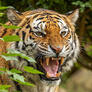 Click to view uploads for maheshkumar vala
