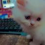 Click to view uploads for Gudiya Gaming