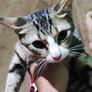 Click to view uploads for Ardi putra Ardi putra