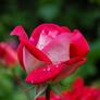 Click to view uploads for Md Rasel