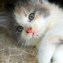 Click to view uploads for Endina Artha