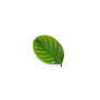 Click to view uploads for Tuwanon Jeekan