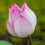 Click to view uploads for Tridsanu Thopet