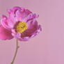 Click to view uploads for konglongqiu1985240152