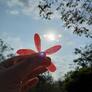 Click to view uploads for Paphada Weerapong