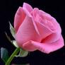 Click to view uploads for HASAN ALI