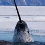 Click to view uploads for narwhal artlab