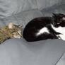 Click to view uploads for Cat Saelens