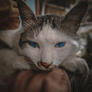 Click to view uploads for Alpin Firmansah