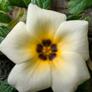 Click to view uploads for Desak putu rizki wiriantini