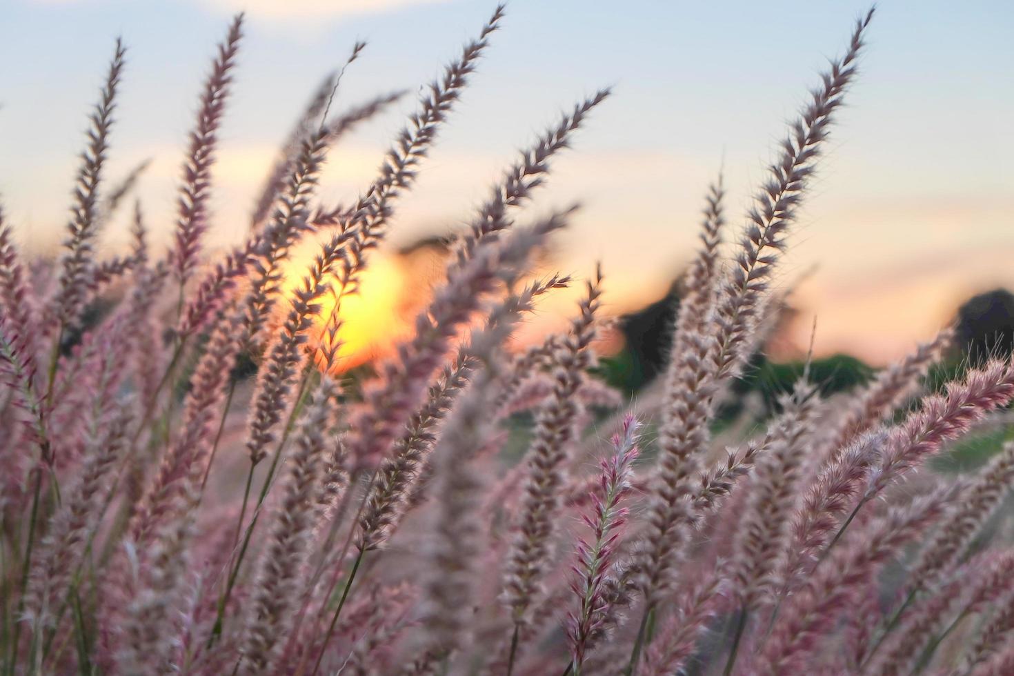 fiori di erba rosa alla luce del sole del mattino foto