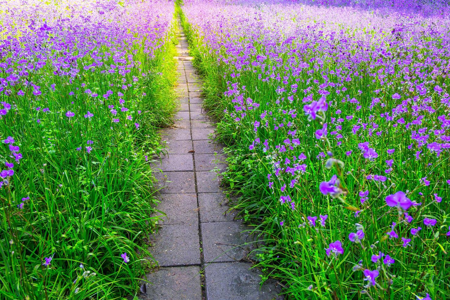 percorso di fioritura dei fiori viola in giardino con rinfrescante al mattino foto