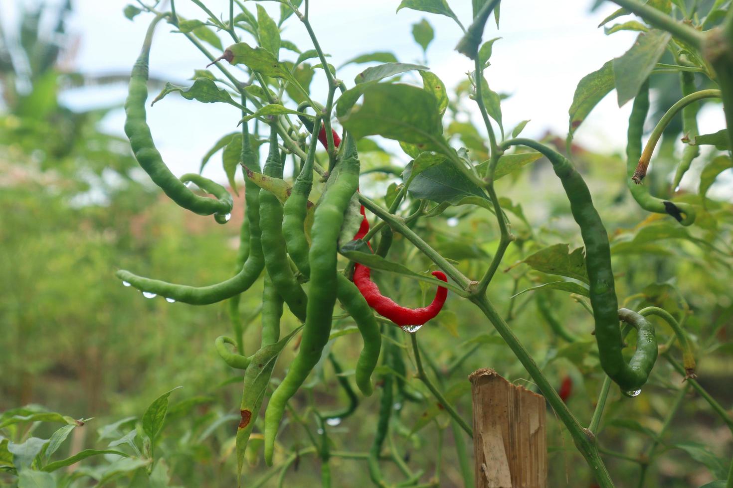 pianta in crescita di peperoncini piccanti. pianta di peperoncino rosso e verde foto