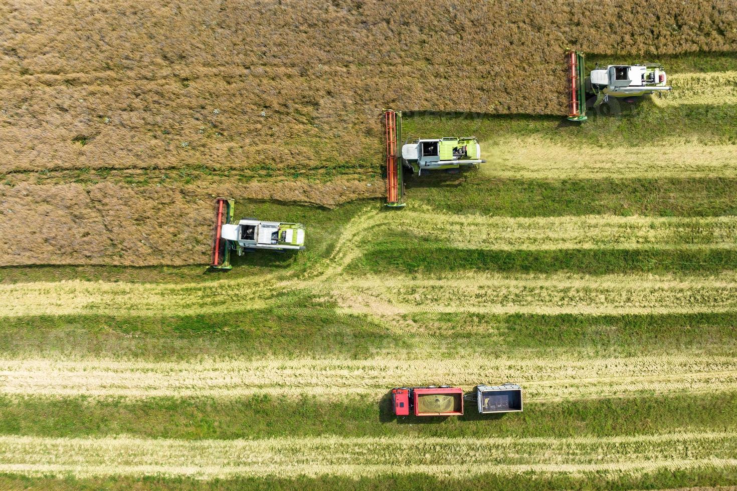 vista aerea sulle moderne mietitrebbie pesanti rimuovere il pane di grano maturo nel campo. lavoro agricolo stagionale foto