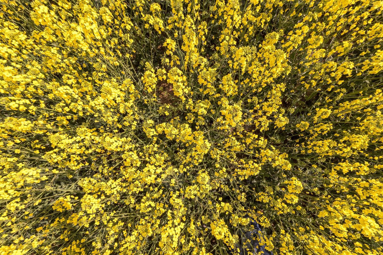 campo di bella primavera fiore d'oro di colza con cielo blu, colza colza in latino brassica napus con strada rurale e bella nuvola, colza è pianta per l'industria del verde foto