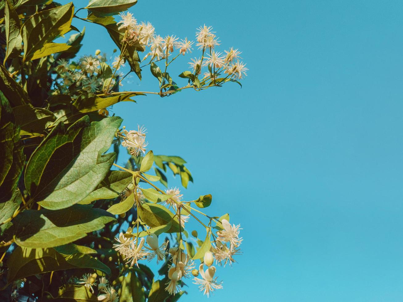 fiori gialli con foglie verdi sullo sfondo del cielo blu foto