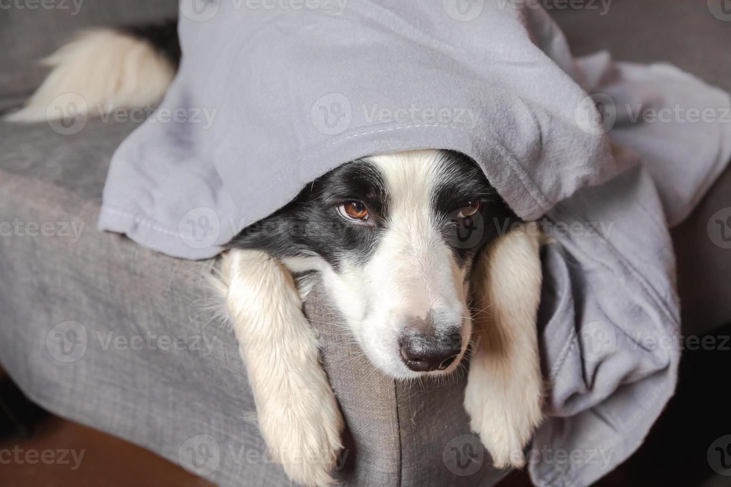 divertente cucciolo di cane border collie sdraiato sul divano sotto il plaid al chiuso. piccolo cane da compagnia a casa che si tiene al caldo nascosto sotto una coperta nel freddo autunno autunno inverno clima. concetto di umore hygge della vita degli animali da compagnia. foto