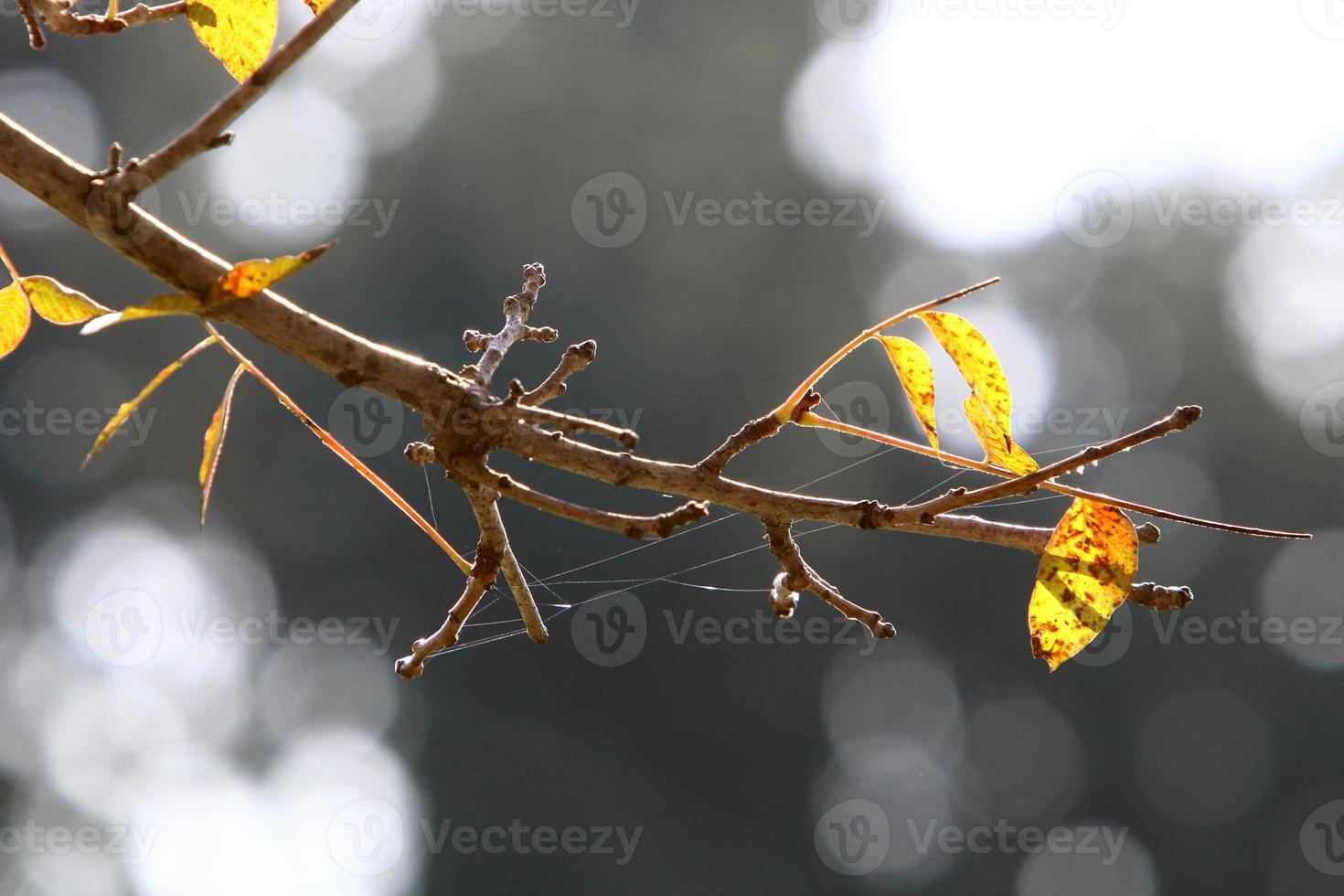 ragnatele - ragnatele su rami e foglie di alberi in un parco cittadino. foto