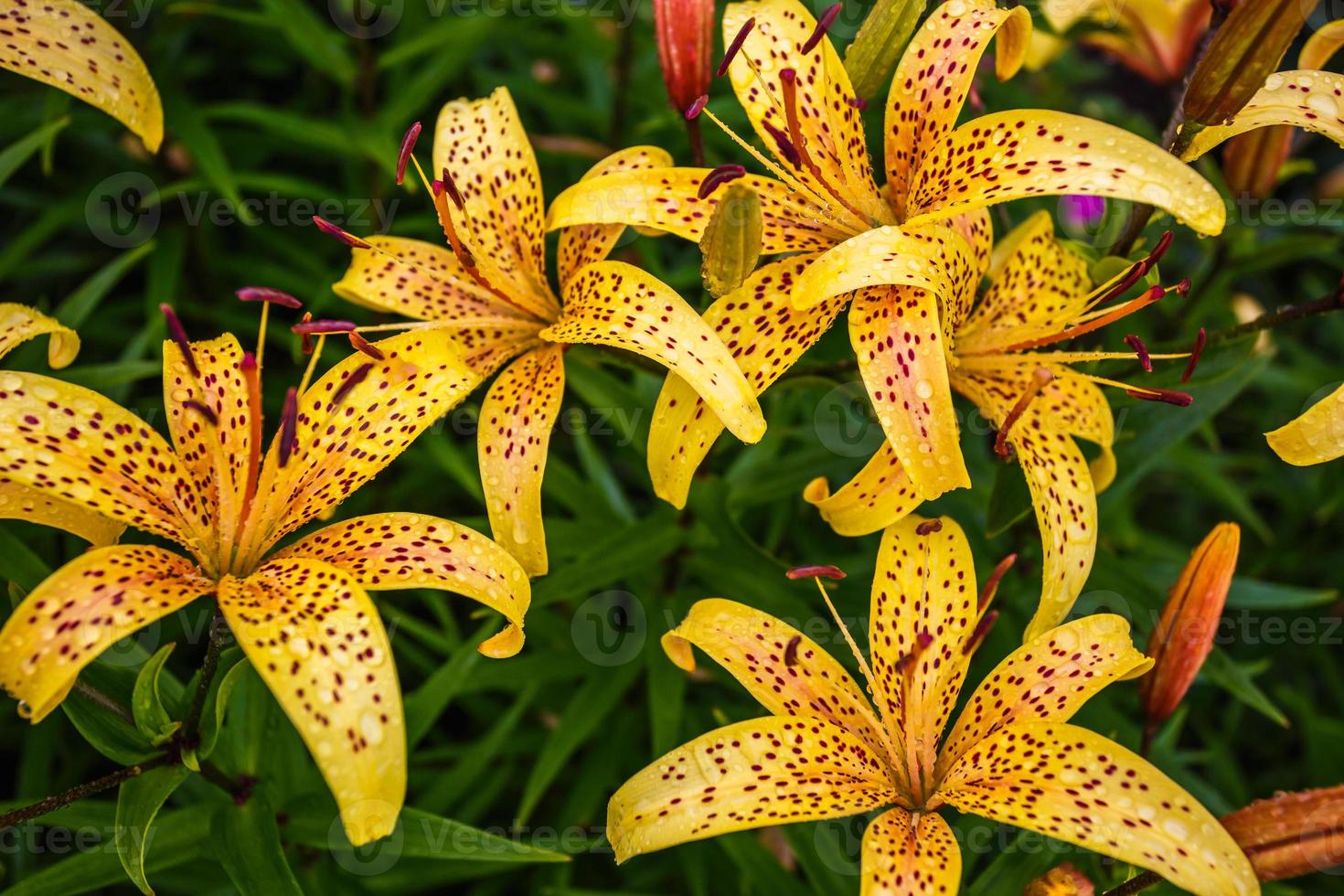 gigli di tigre arancioni selvatici in giardino. lilium lancifolium come sfondo o sfondo. foto