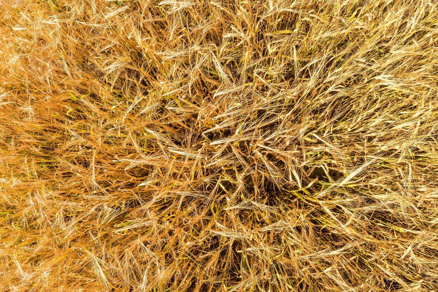 spighe d'orzo ondeggiano nel vento. campo di bella estate oro segale orzo e grano closeup per l'industria verde. vista dall'alto grandangolare foto