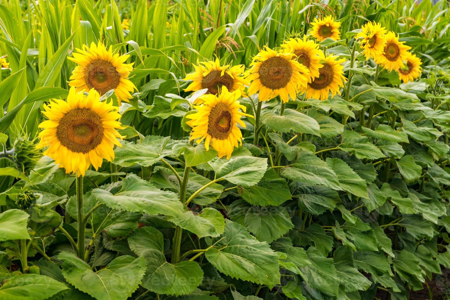 i girasoli giallo brillante in piena fioritura in giardino per l'olio migliorano la salute della pelle e promuovono la rigenerazione cellulare foto