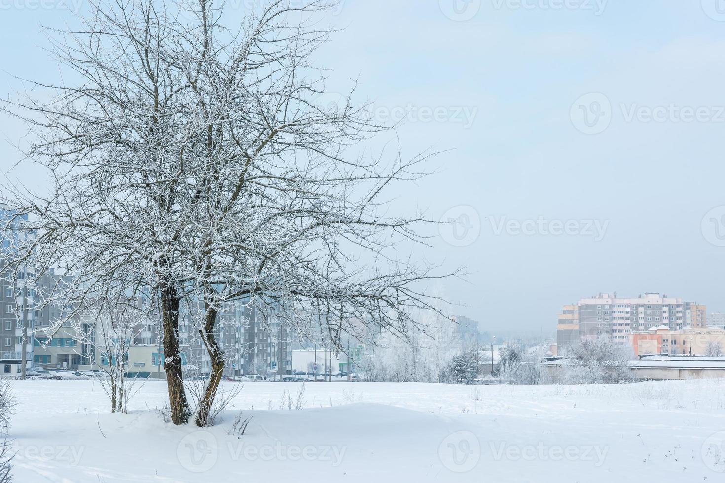 panorama della zona residenziale della città in una soleggiata giornata invernale con alberi di brina foto