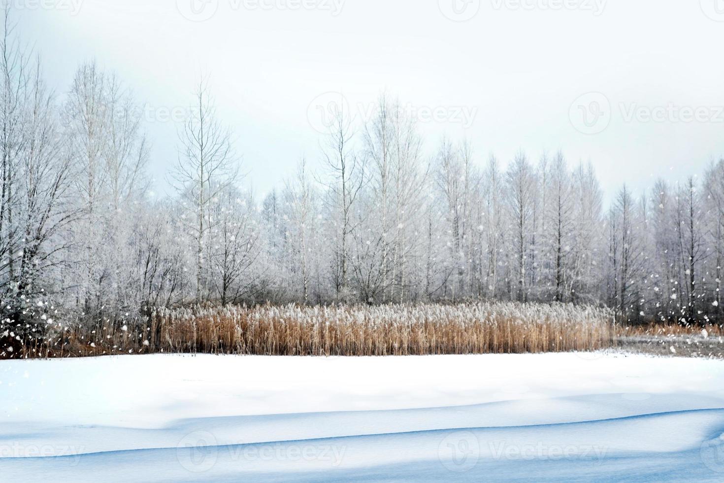 foresta d'inverno. paesaggio invernale. foto