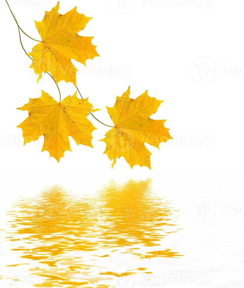 foglie autunnali isolati su sfondo bianco. foto