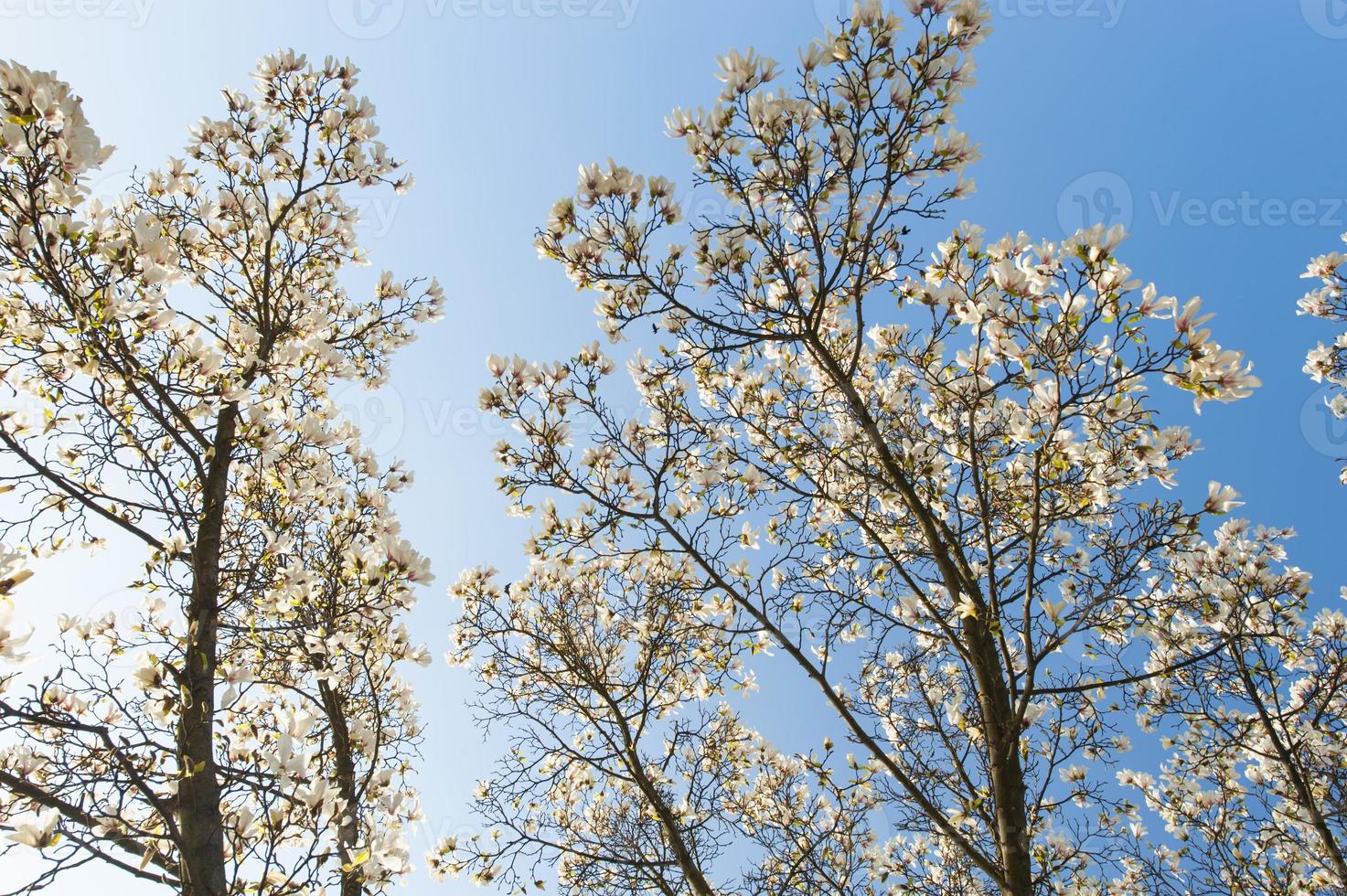 magnifici fiori di magnolia in primavera foto