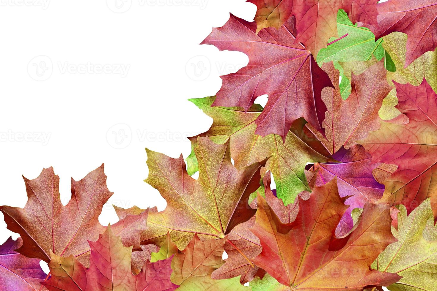 foglie autunnali isolati su sfondo bianco foto