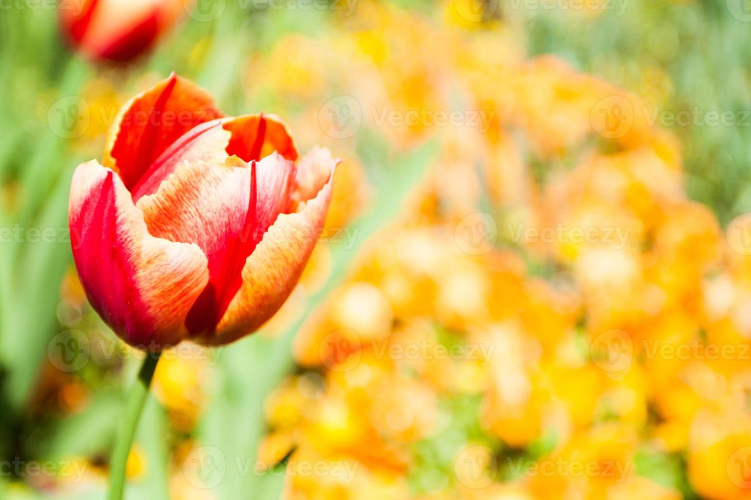tulipano giallo rosso foto