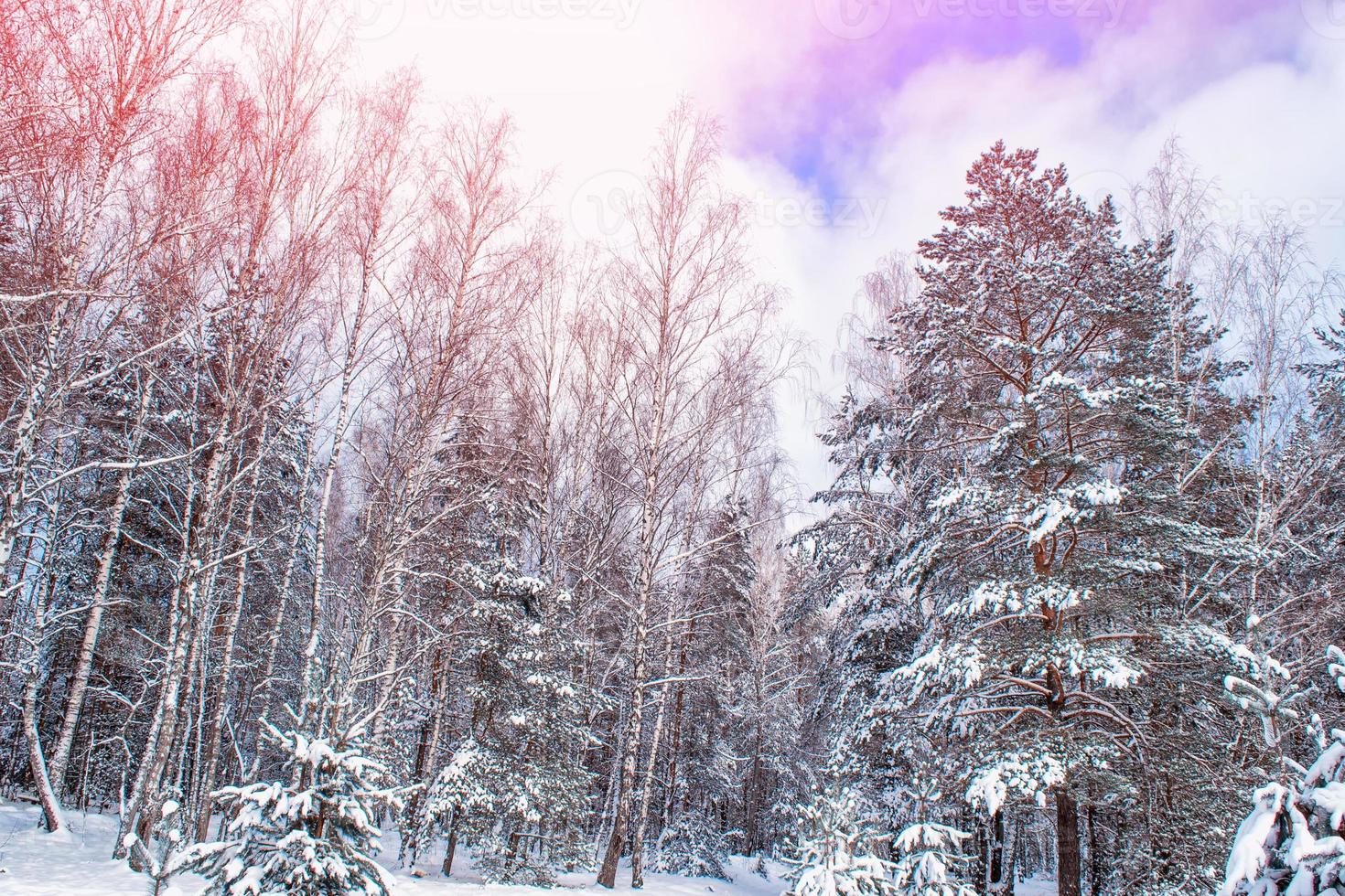 foresta invernale ghiacciata con alberi innevati. foto