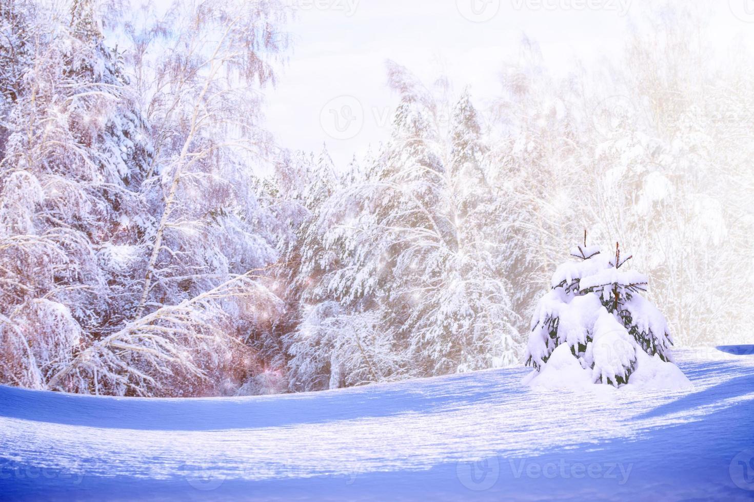 foresta invernale ghiacciata con alberi innevati. foto