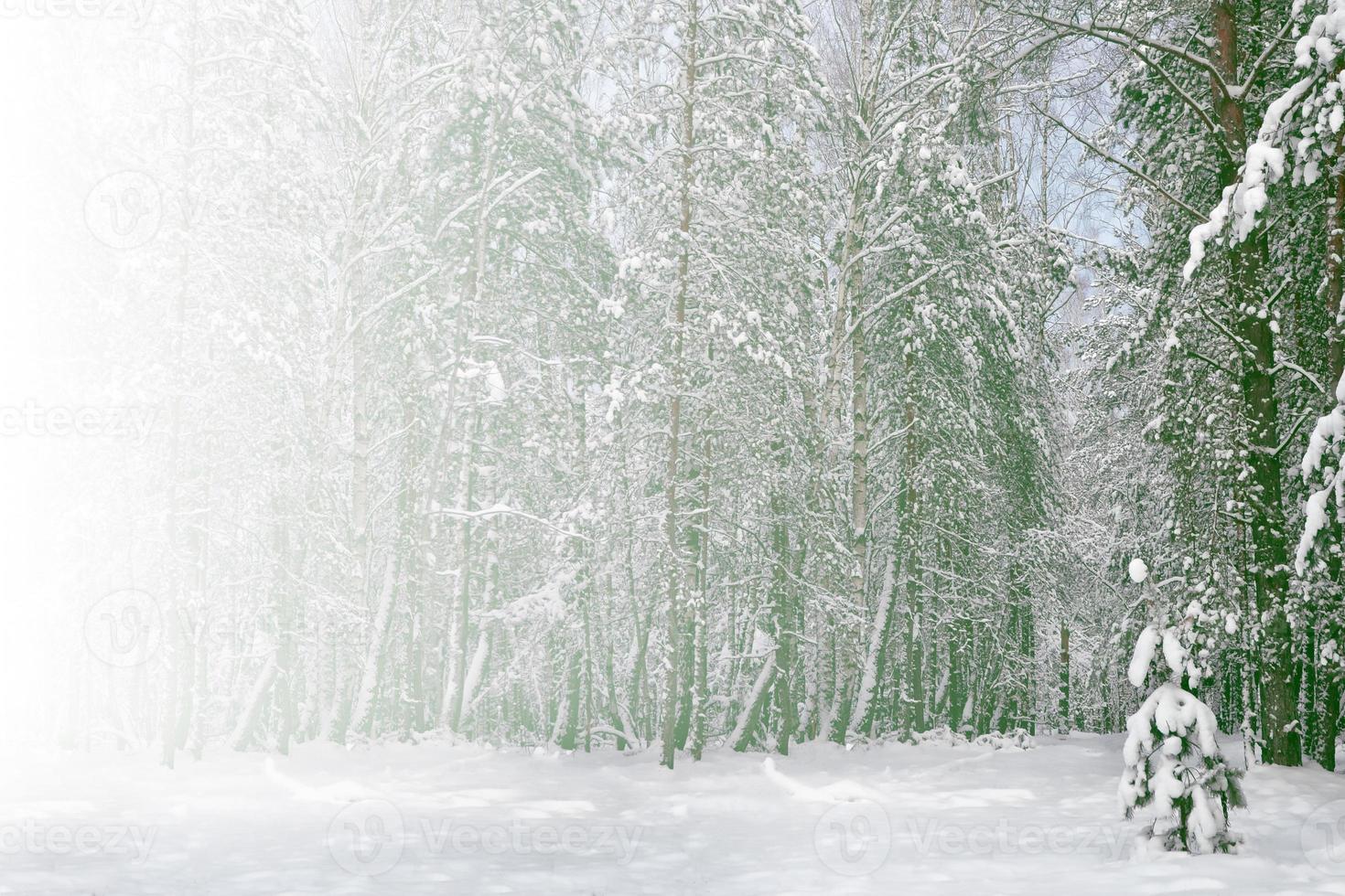 foresta invernale ghiacciata con alberi innevati. foto