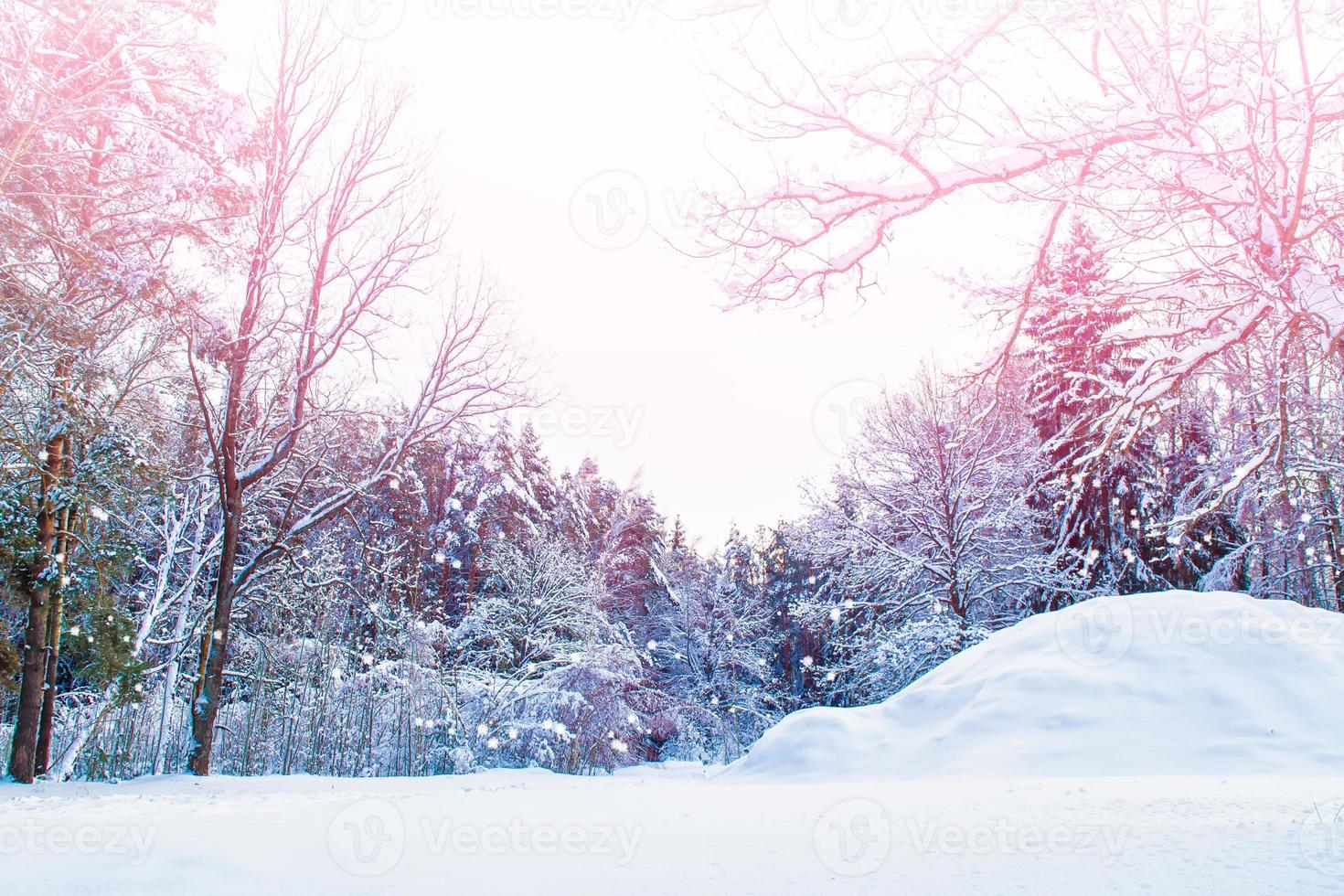 foresta invernale ghiacciata con alberi innevati. foto