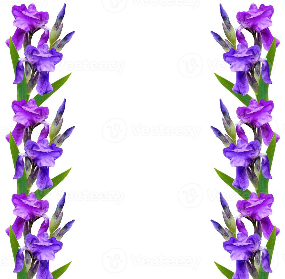 fiori di primavera iris isolato su sfondo bianco. foto
