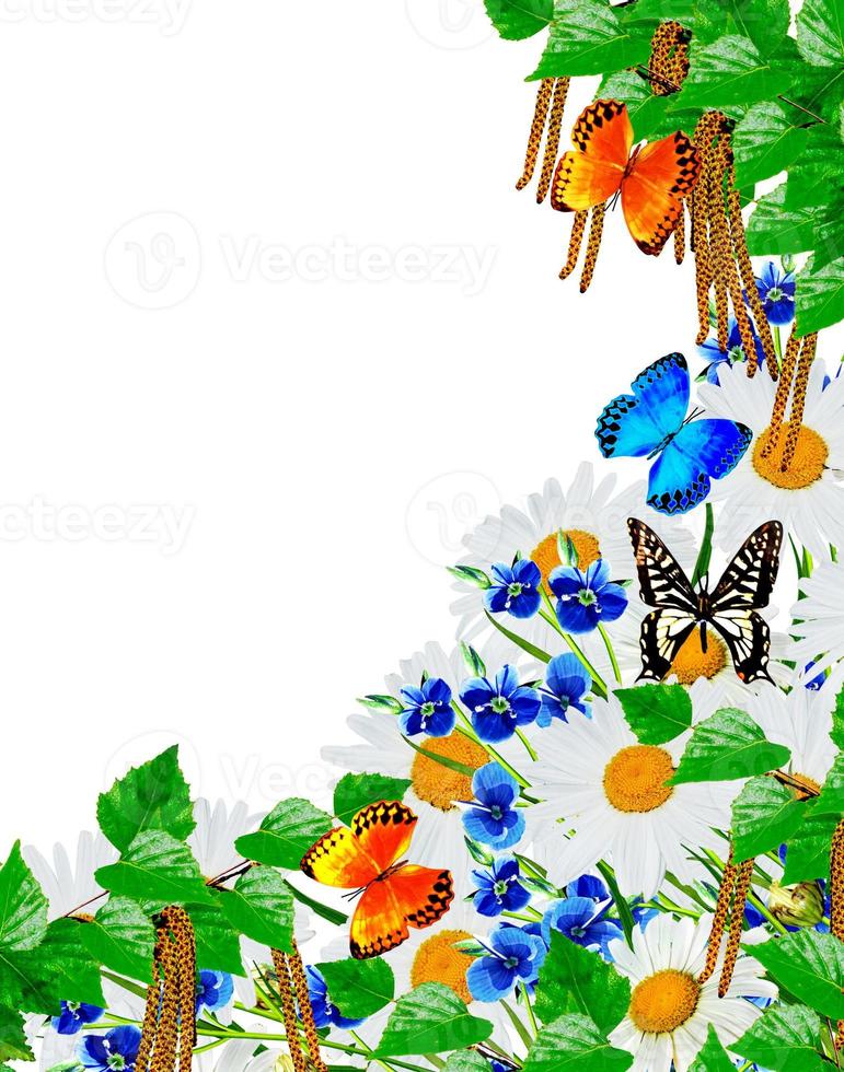 fiori e farfalle su sfondo bianco foto