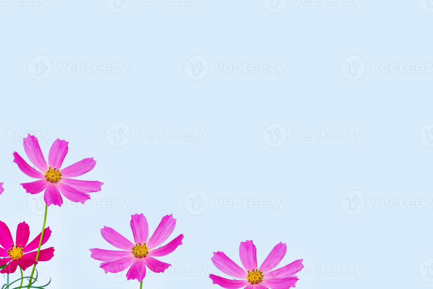 cosmo colorato fiori su uno sfondo di paesaggio estivo. foto