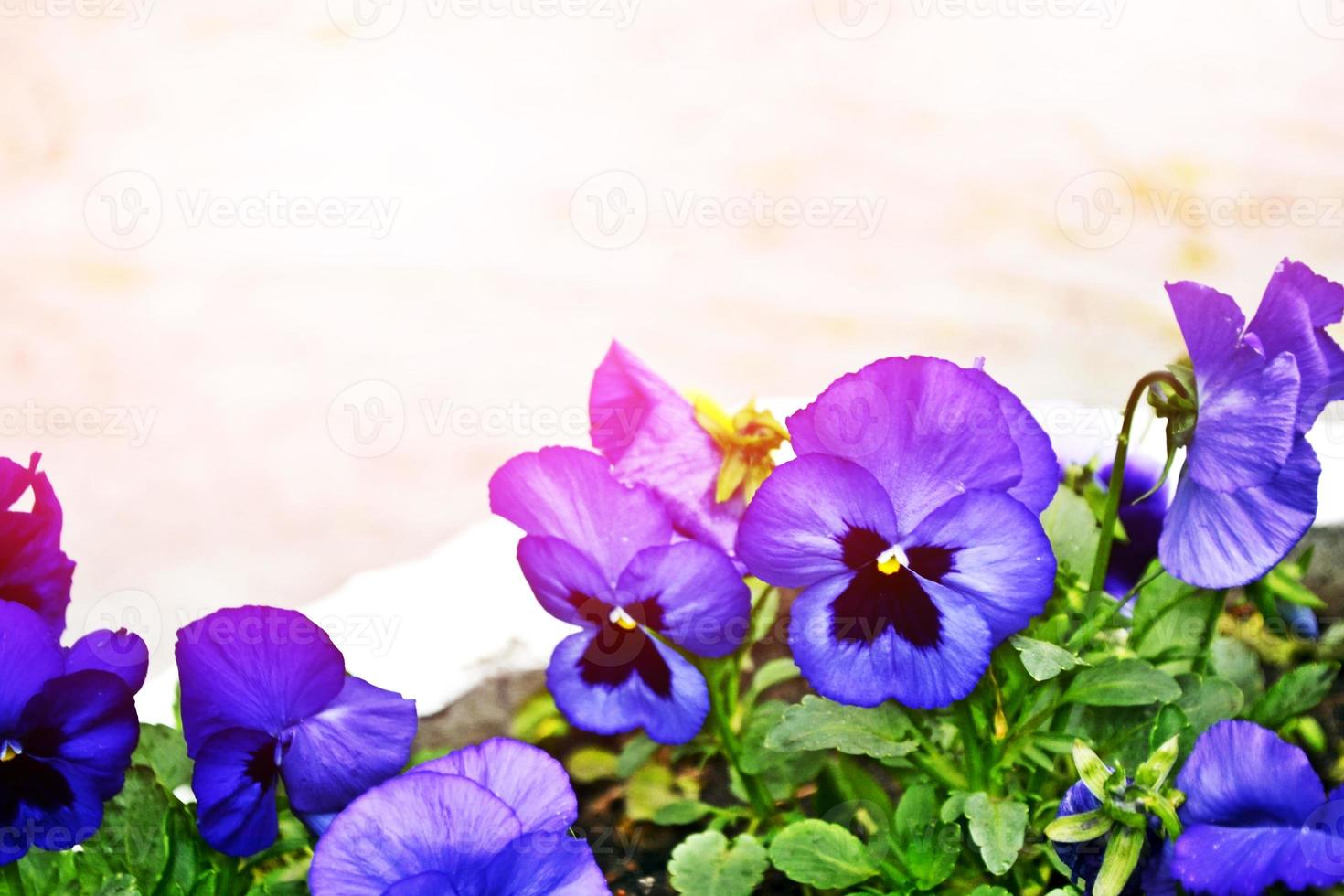 bellissimi fiori di viole del pensiero su uno sfondo di parco primaverile. foto