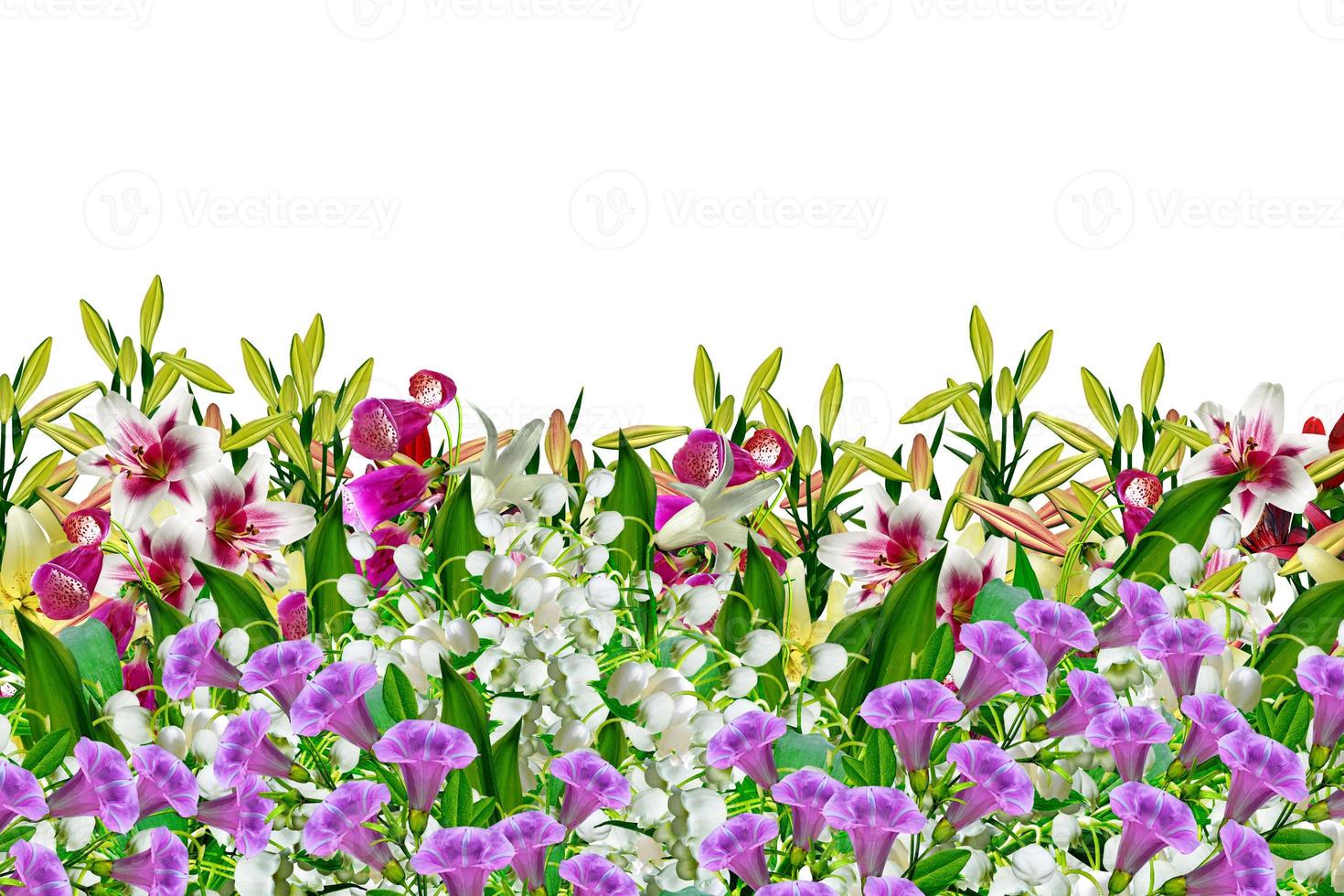 giardino, fiori di giglio foto