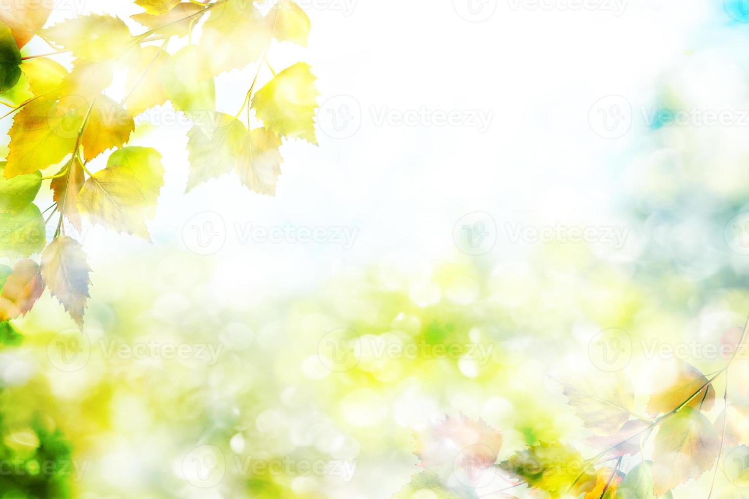 paesaggio autunnale. belle foglie. paesaggio. alberi colorati foto