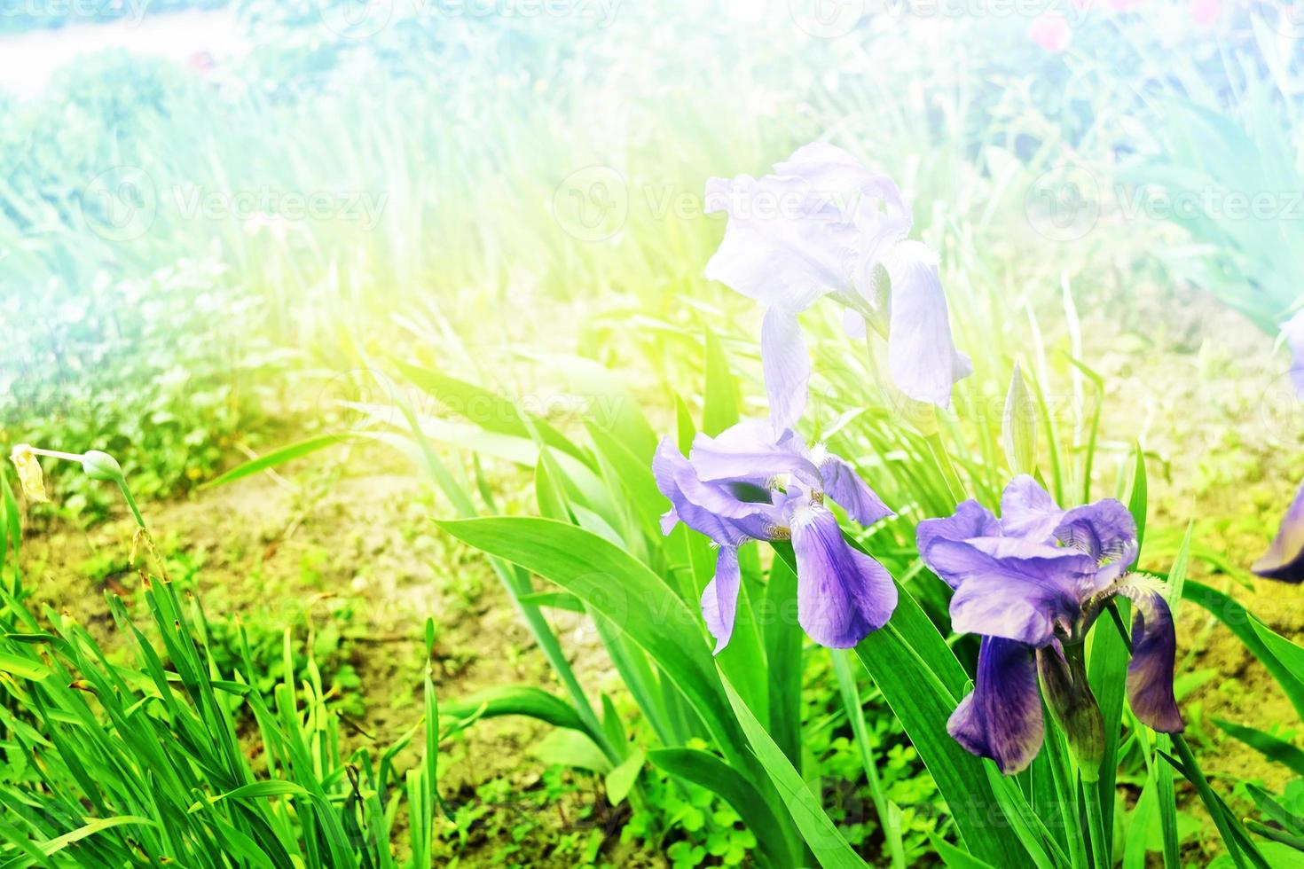 paesaggio primaverile. iridi blu dei bei fiori del giardino foto