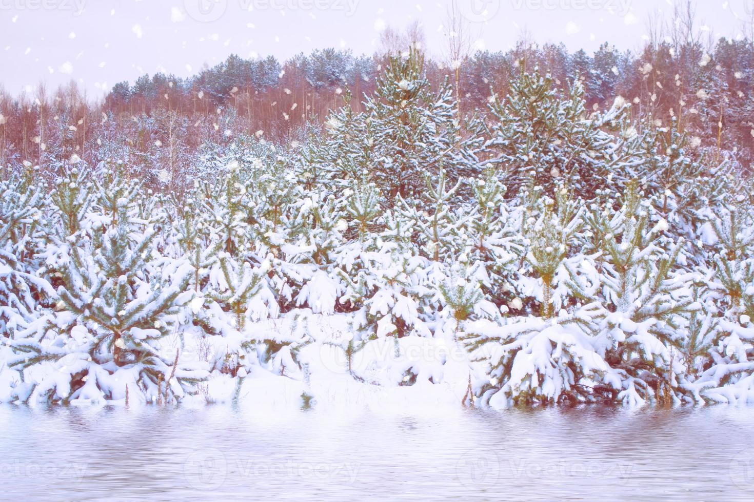 foresta invernale ghiacciata con alberi innevati. foto