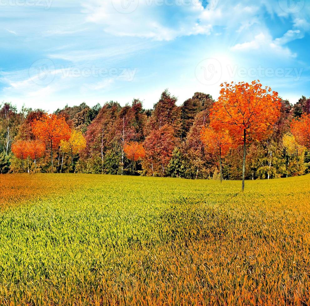 paesaggio autunnale. natura. foto