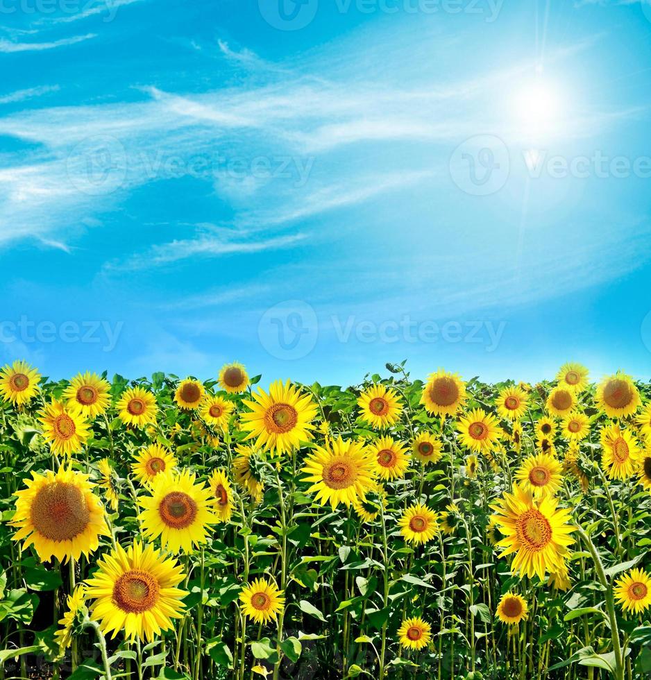 bellissimo campo di girasoli in estate foto